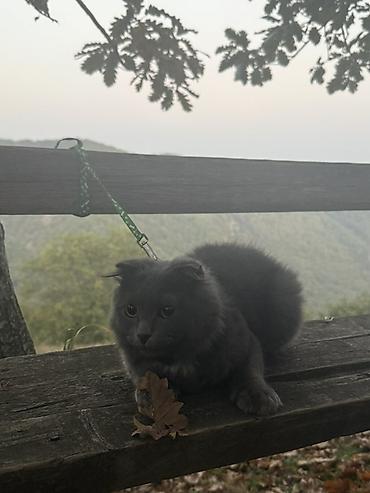 Boğaz bağlamalı pişik üçün gəzinti dəsti - Məhsul: Pişik üçün yüngül lalafo.az -da Boğaz bağlamalı pişik üçün gəzinti dəsti - Məhsul: Pişik üçün yüngül