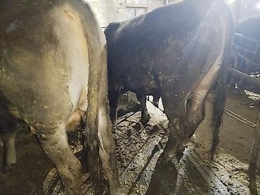 Коровы, быки: Продаю | Бык (самец) | На откорм | Привязанные — 18