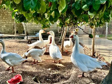 Qazlar: 🦆 🦢 ördək və qaz satılır! ✅ tam sağlam, ev şəraitində bəslənmiş — 7