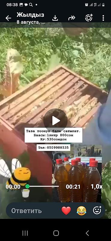 Тоо Бал, 1л 800