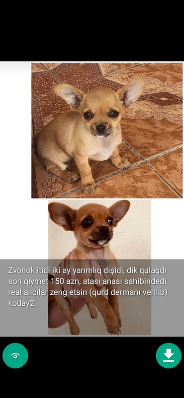 İtlər: 3 ay, Dişi, Peyvəndli — 7