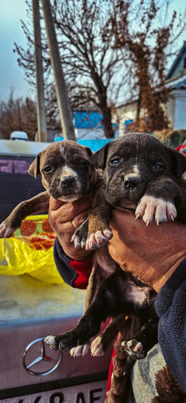 Продажа собак: Питбуль, 1 месяц, Самец — 1