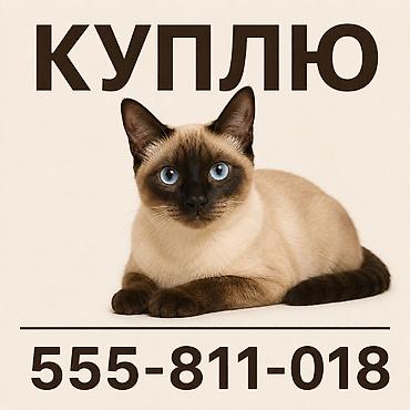 купить кошку в бишкеке: Ищю котенка девочку сиамской породы, в городе Каракол — 1