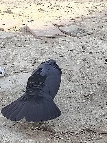 qara xaski: Salam öz quslarimin balasidi basi cil erkekle qarsindaki qara mayadan — 2