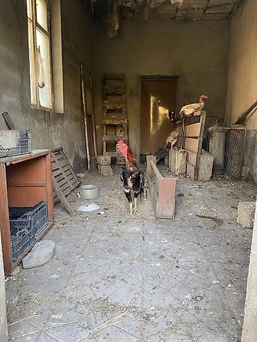 brama cucə: Xoruz, Heyratı, il: 2, Ünvandan götürmə, Ödənişli çatdırılma — 4