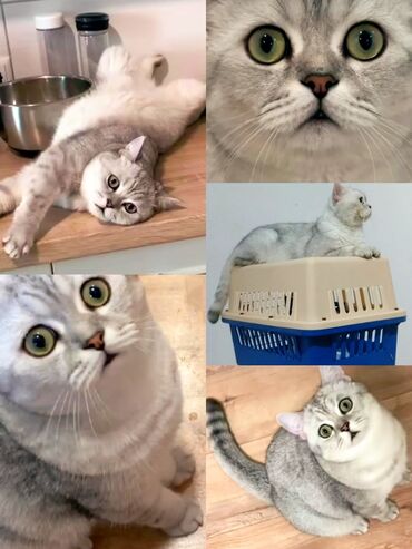скоттиш страйт шотландская прямоухая кошка: Вязка: Скотиш Страйт (Шотландская прямоухая), Мальчик, 1 год, С прививками, Серебристая шиншилла