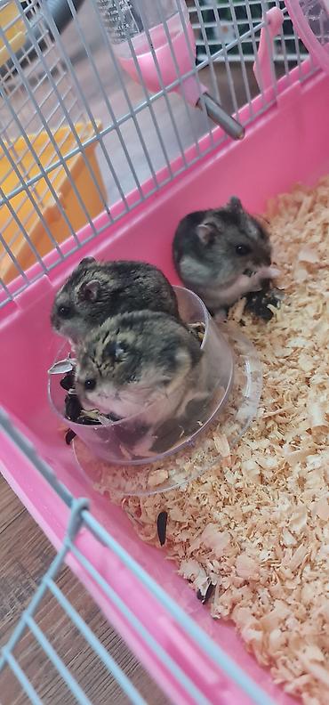 mal qara satisi: Cırtdan hamsterlər və tam avadanlıqlı qəfəs dəsti 2 qəfəs böyük və — 1