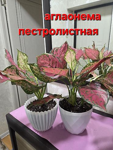 Антуриумы: Антуриум и кротон в кашпо - Антуриум с белыми прицветниками и — 11