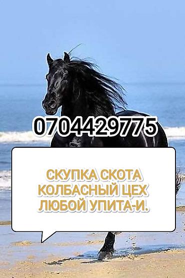 собаки щенки: Колбасный цех : Коровы, быки, Лошади, кони, | Любое состояние, Забитый, Круглосуточно — 1