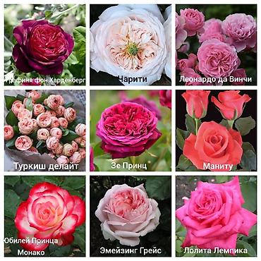 Роза: Саженцы — 7