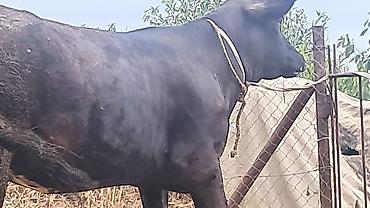 Inəklər, öküzlər: Dişi, Simental, il: 2, 600 kq — 6