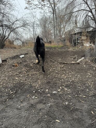 Продажа собак: Продаю собаку алабай 1.5 года. Кобель Цена договорная — 10