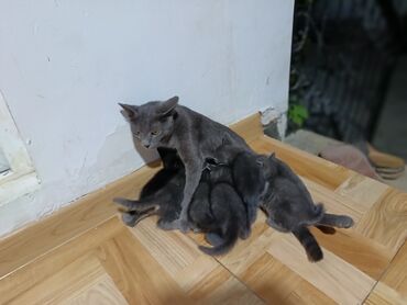 siyam pişiyi: Britan, Dişi, Yaxşı əllərə