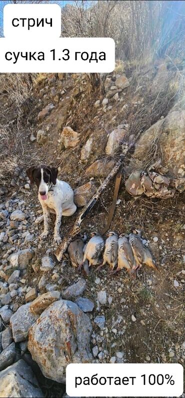 собака курцхар: Продается курцкхар Стрич 1.3 года. работает на фазана и кеклика