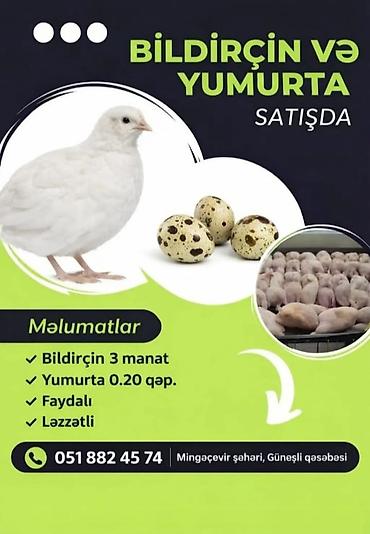qasqaldaq eti: Məhsul: Bildirçin və bildirçin yumurtası Təsvir: - Təbii şəraitdə — 1