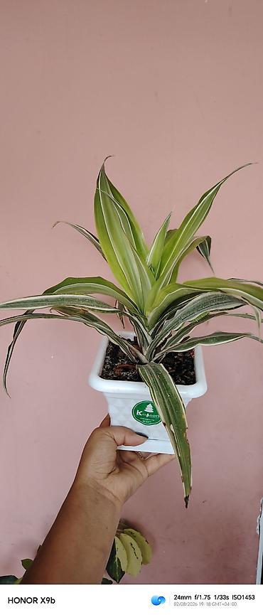 otaq qapları: Otaq bitkisi – Drasena fragrans ‘Warneckei’ (zolaqlı drasena) - — 3