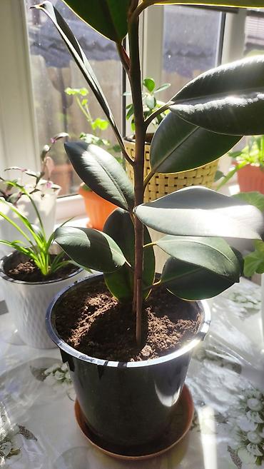 Бөлмө өсүмдүктөрү: Фикус эластика (Ficus elastica, каучуконосный) в горшках. - Глянцевые — 3