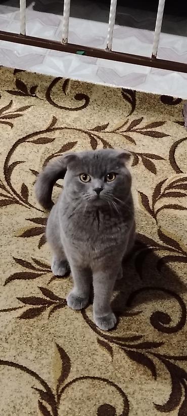 cane corso yavru: Şotland yastı qulaq, Erkək, Yaxşı əllərə, Ünvandan götürmə — 2