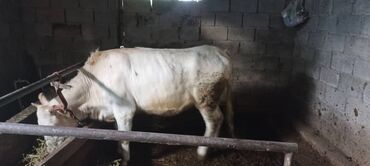 животные корова: Продаю | Музоо, торпок | На забой