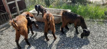 Digər kənd təsərrüfatı heyvanları: 7-8aylıq hələb çəpişləri,damazlıq və ətlik üçün əladı — 9