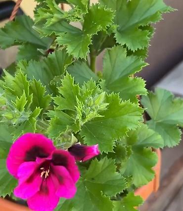 Bağ və bostan üçün digər məhsullar: - Zanbaq (Hemerocallis) – narıncı lecekli gül 8 azn satilir — 2