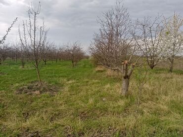 Daşınmaz əmlak: 16 sot, Kənd təsərrüfatı, Barter mümkündür, Kupça (Çıxarış)