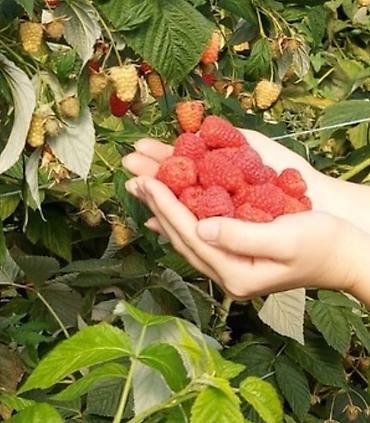 бир: 1000 соток, Айыл чарба үчүн, Кызыл китеп — 2