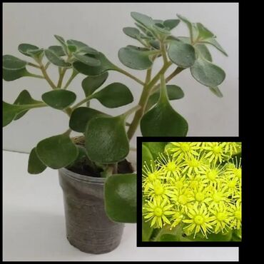 Другой декор и предметы интерьера: Распродажа Денежное дерево, толстянка, Поливать 1-2 раза в неделю — 6