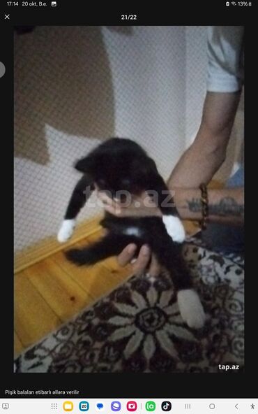 Pişiklər: Yaxşı əllərə — 2