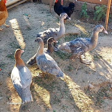 meinkun kedi fiyatları: 3 ədəd Lavanda 1 ədəd Fındığı 1 ədəd Macar cəmi 5 ədəd ördəydi 1 — 4