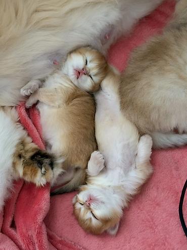 Pişiklər: Qızıl şinşilla, Dişi — 2