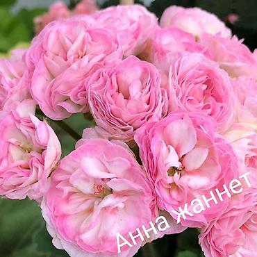 Герани и пеларгонии: Пеларгонии (герань зональная) — сортовые кустики в горшках — 22