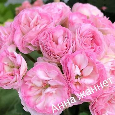 Герани и пеларгонии: Продаю сортовые розебудные пеларгонии, есть и старые хорошие сорта — 14