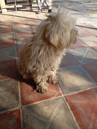 İtlər: Bişon Frize — 1