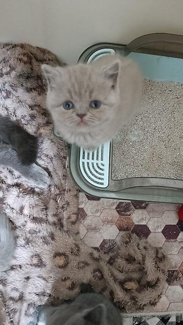 ragdoll pisik: Şotland — 6