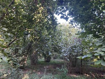 Kirayə torpaq sahələri: Kənd təsərrüfatı -da lalafo.az — 19 Kirayə torpaq sahələri: Kənd təsərrüfatı — 19