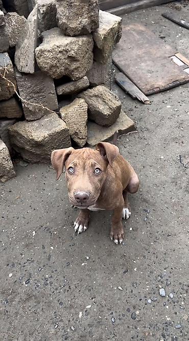 Pitbul, 3 ay, Dişi, Peyvəndli, Ödənişli çatdırılma lalafo.az -da Pitbul, 3 ay, Dişi, Peyvəndli, Ödənişli çatdırılma