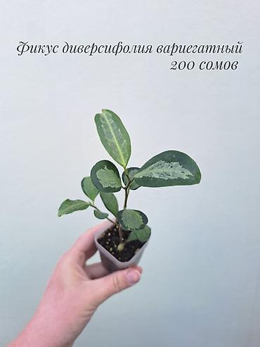 саженцы инжир: 🪴 Фикусы разных сортов в продаже. 🌿 Названия сортов и цены указаны на — 7