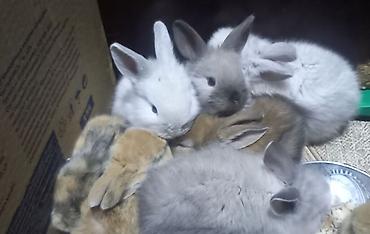 Dovşanlar: Salam. dovsan balalari tek ve top satilir — 22