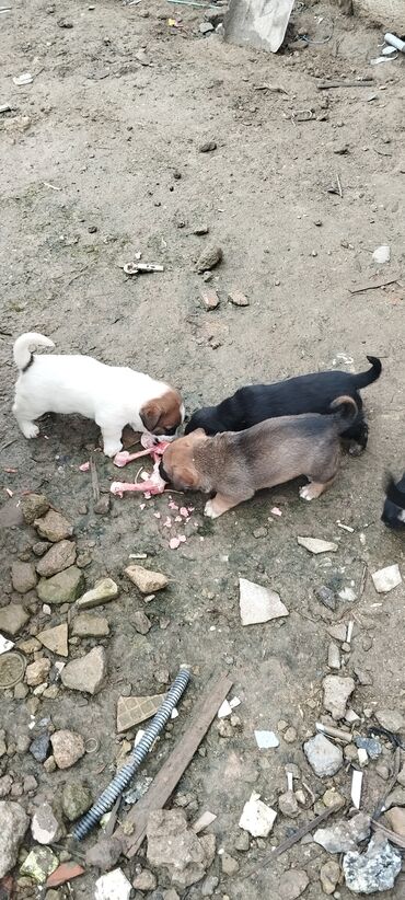 İtlər: Zvanoklar tam sağlam 40 günlük Binəqədidə şir erkek dişi var — 2