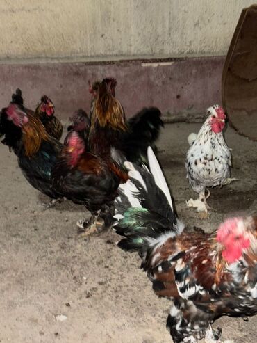 продажа домашних животных: Срочно продам lalafo.kg да продажа домашних животных: Срочно продам