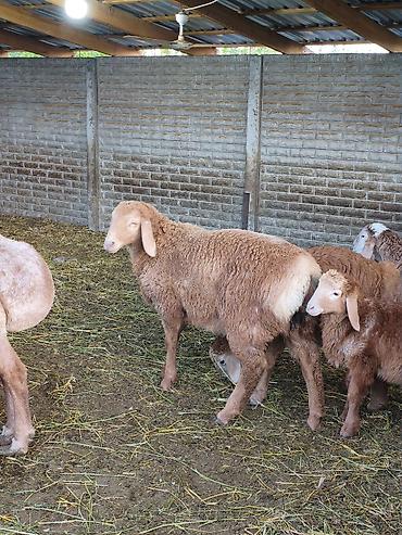 Баран, овца: Продаю | Баран (самец) | Для разведения — 3