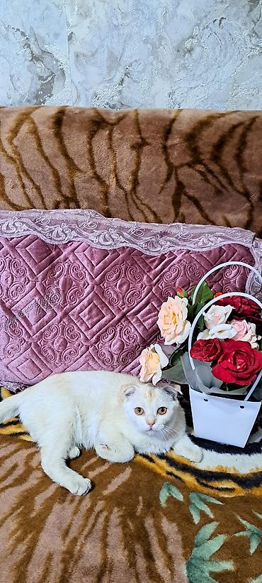 коротколапые коты цена: Котики скоттиш фолд белый и чёрный 4 месяца.Оба мальчики — 9