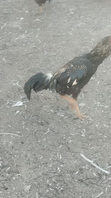 Куры, петухи: Продаю | Петух | Бойцовая | Для разведения — 7