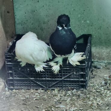 Toyuqlar: Toyuq, Damazlıq — 5