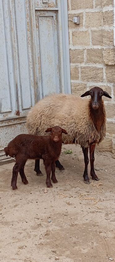 Qoyunlar, qoçlar: Salam ünvan Bakıin maştağa kendi obşi 8 baş heyvanlar 1 baş ana-bala — 6