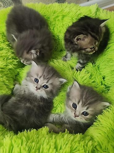 alisanin pisiyinin adi: Şinşilla, Dişi, Yaxşı əllərə, Ünvandan götürmə — 1
