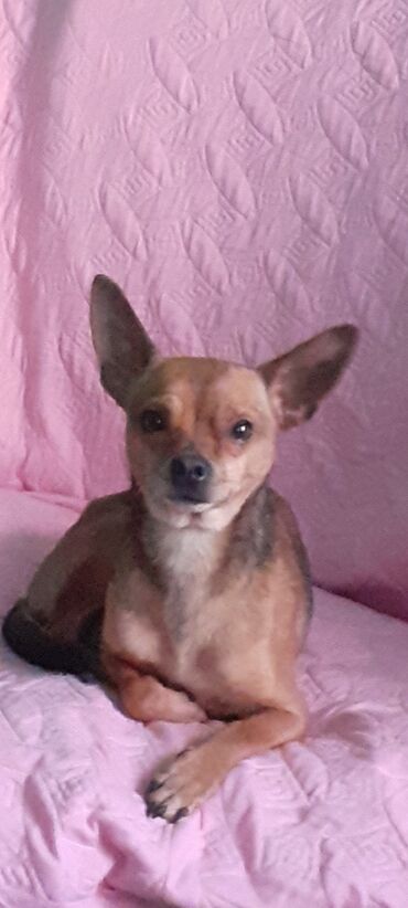 дратхаар купить в бишкеке: Чихуахуа, 2 года, Самец