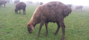 Коровы, быки: Quba rayonu Möhüc kəndi 20 baş dişi 20 baş erkey quzu satılır