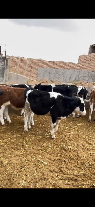 Dana, buzov: Satışda – müxtəlif rənglərdə və yaşlarda dana qrupı. Xüsusiyyətlər: - — 11